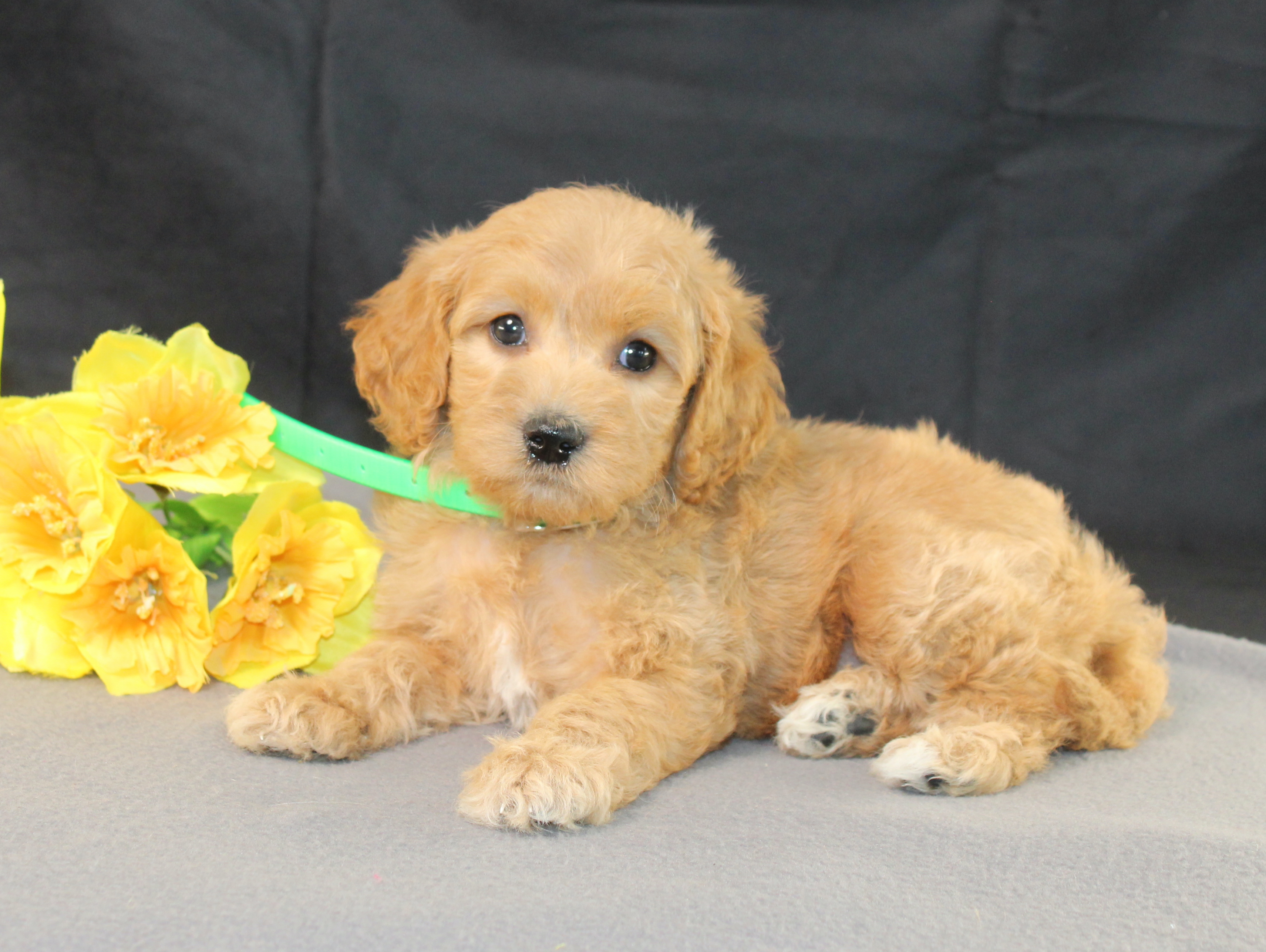 puppy, for, sale, Mini Goldencavadoodles, Ivan J. Stoltzfus, dog, breeder, Dornsife, PA, dog-breeder, puppy-for-sale, forsale, nearby, find, puppyfind, locator, puppylocator, aca